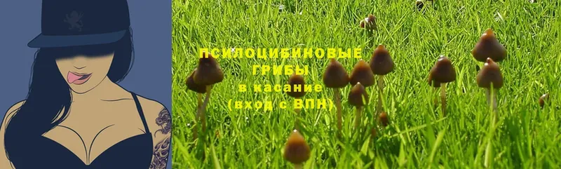 Псилоцибиновые грибы Psilocybine cubensis Шумерля